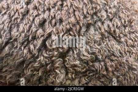 macro of Medium silver grey alpaca wool or fiber - Lama pacos Stock Photo