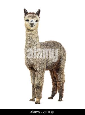 Medium silver grey alpaca looking at the camera- Lama pacos, isolated on white Stock Photo