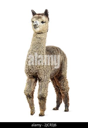 Medium silver grey alpaca - Lama pacos, isolated on white Stock Photo