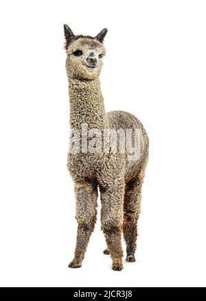 Medium silver grey alpaca - Lama pacos, isolated on white Stock Photo