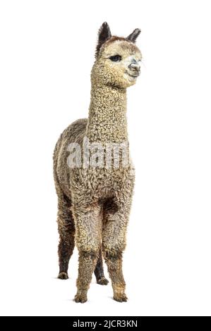 Medium silver grey alpaca - Lama pacos, isolated on white Stock Photo