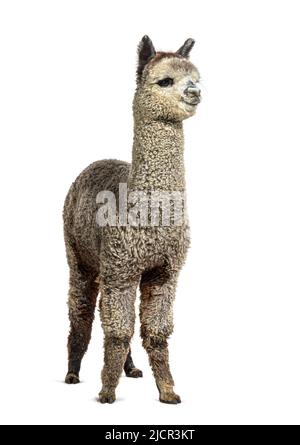 Medium silver grey alpaca - Lama pacos, isolated on white Stock Photo