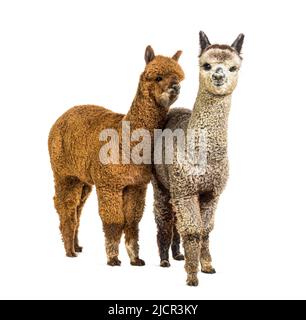 Dark fawn and medium silver grey alpacas together- Lama pacos Stock Photo