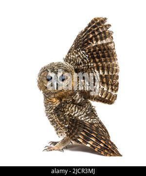 One month old Tawny Owl, Strix aluco, isolated Stock Photo