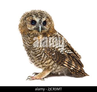 One month old Tawny Owl, Strix aluco, isolated Stock Photo