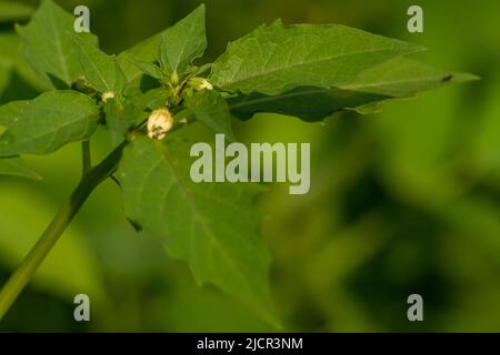A groundcherry plant with green leaves, the stem is hollow in the middle and green, a tropical fruit plant that grows wild Stock Photo