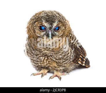 One month old Tawny Owl closing its eyelids, Strix aluco, isolated Stock Photo