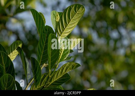 The leaves of the jackfruit plant are green, stiff in texture, used for animal feed Stock Photo