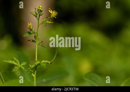 Wild grass called marsh cress is in bloom, flower buds are green, when it blooms it will be yellow Stock Photo