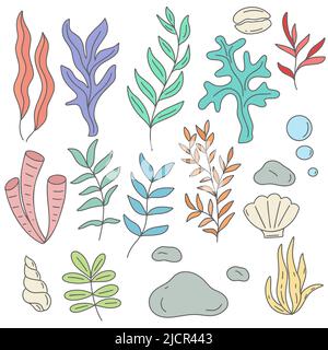 Sea and aquarium algae shells and stones vector illustration set Stock Vector