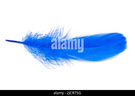 Bird feather elegant blue isolated on the white background Stock Photo
