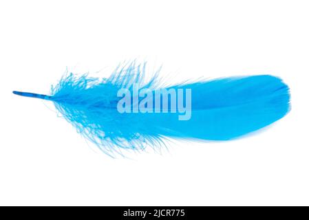 Bird feather elegant blue isolated on the white background Stock Photo