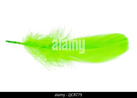 Bird feather elegant green isolated on the white background Stock Photo
