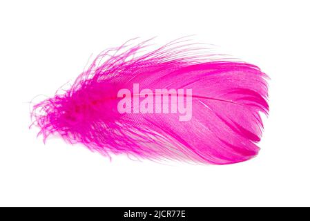 Bird feather elegant pink isolated on the white background Stock Photo