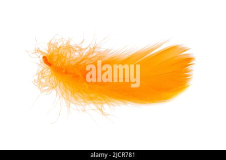 Elegant bird feather colorful isolated on the white background Stock Photo