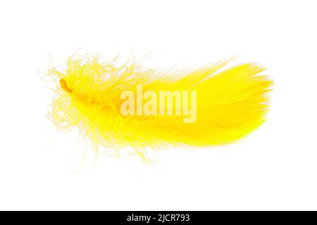 Elegant bird feather colorful isolated on the white background Stock Photo