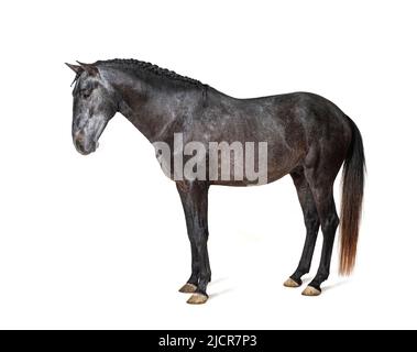 Profile Lusitano, Portuguese horse, isolated on white Stock Photo