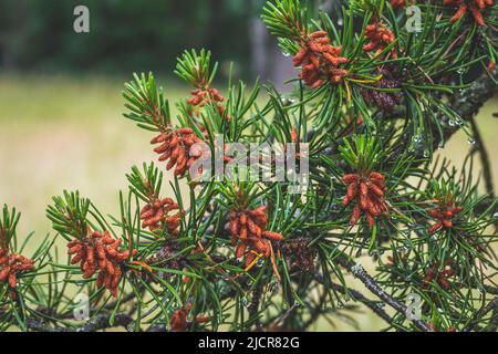 Branches of a pine tree with young red cones close-up. Green spruce with a drops of water after rain in summer. Beautiful nature wallpaper, spring for Stock Photo