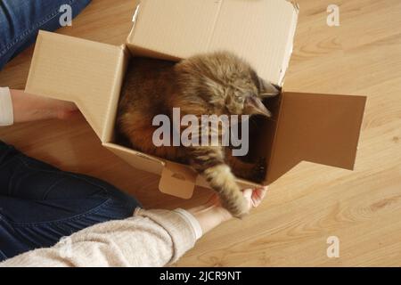 domestic kitten playing inside a box Stock Photo