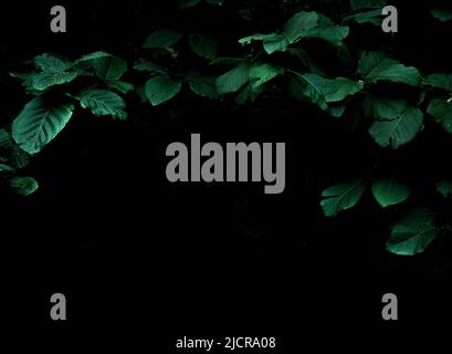 Tropical rainforest foliage plants bushes frame on dark background Stock Photo