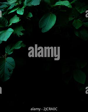 Tropical rainforest foliage plants bushes frame on dark background Stock Photo