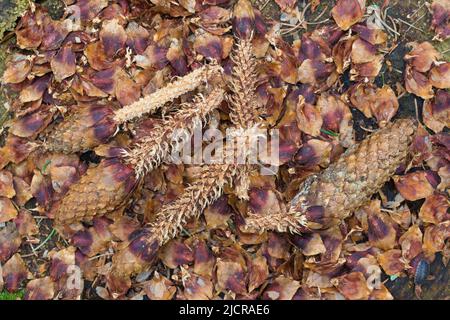 Spruce (Picea abies) cones eaten by a Red Squirrels (Sciurus vulgaris). Germany Stock Photo