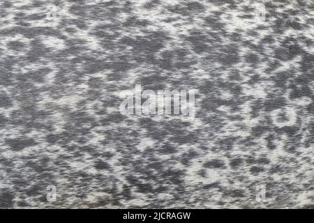 Common Seal (Phoca vitulina). Close-up of coat. Germany Stock Photo