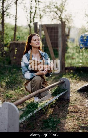 A woman sits in a poultry pen with a bowl of organic feed for feeding chickens and rests after hard work on a summer day lit by sunset light Stock Photo
