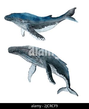 Watercolor illustration of humpback whale, large marine mammal animal. Sea ocean marine underwater wildlife, wild nature, ecology environment, acquatic endangered species Stock Photo