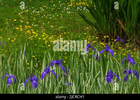 Variegated purple Irises growing in a damp naturalistic setting surrounded with buttercups and daisies growing in the grassy areas Stock Photo