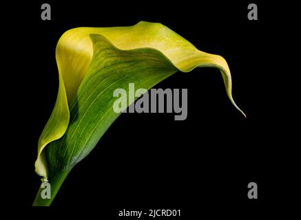 A solitary yellow Calla Lily flower photographed against a plain black background Stock Photo