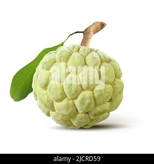 One whole cherimoya, annona cherimola, isolated on white background. Raw tropical fruit. Custard apple. Realistic vector 3d illustration Stock Vector