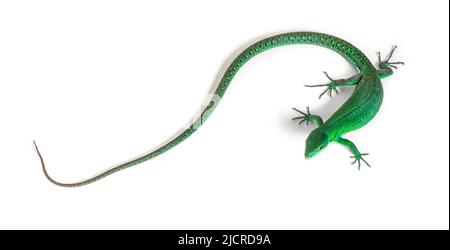 Green keel-bellied lizard, Gastropholis prasina, isolated on white Stock Photo