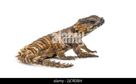 Armadillo girdled lizard, Ouroborus cataphractus, Isolated on white Stock Photo