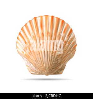 Top view of scallops shell isolated on white Stock Vector