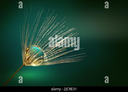 Big dewdrop on a dandelion seed macro in nature. Stock Photo