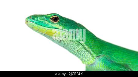Head shot of Green keel-bellied lizard, Gastropholis prasina, isolated on white Stock Photo