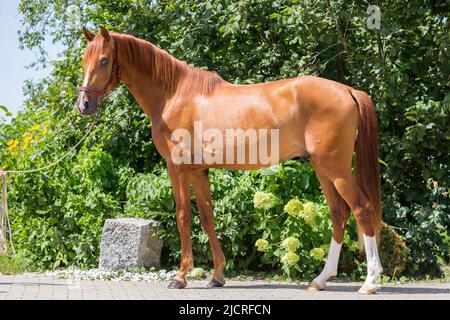 Anglo-Arabian, Anglo-Arab. juvenile chestnut stallion stallion standing, seen side-on. Germany. Stock Photo