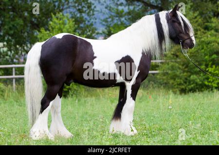 Gypsy Cob. Skewbald gelding standing, seen side-on. Germany. Stock Photo