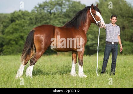 Shire Horse. Man holding bay stallion, standing, seen side-on. Germany. Stock Photo