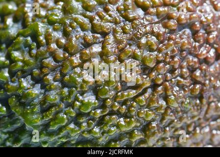 Ripe Avocado fruit peel, macro photo, selective focus, backdrop. Stock Photo