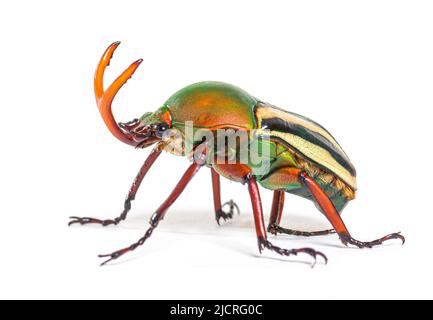 Flamboyant flower beetle, Eudicella gralli species, Stock Photo