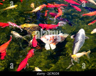 Many koi carp (Cyprinus) multicolor on the water surface Stock Photo