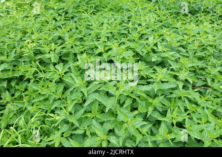 Nettle is a genus of flowering plants in the Nettle family. The stems and leaves of plants of this genus are covered with burning hairs. Thickets of n Stock Photo