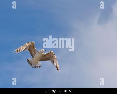 Juvenile yellow-legged Gull (Larus michahellis) in flight seen from belove,in the Camargue, a natural region located south of Arles in France Stock Photo