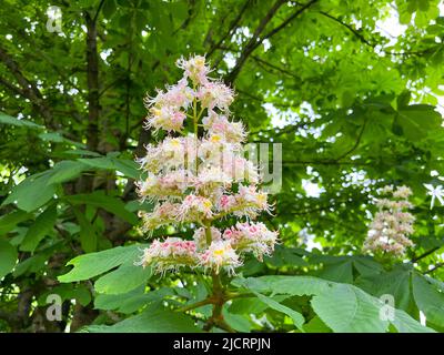 Flowers of horse chestnut Aesculus hippocastanum close-up Stock Photo