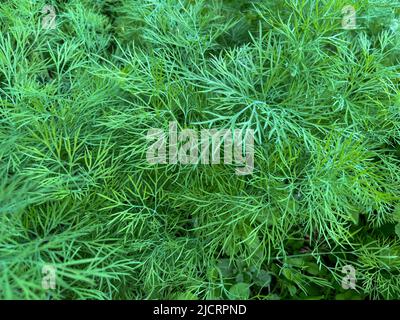 Dill (Latin Anethum) is a monotypic genus of short—lived annual herbaceous plants of the Umbrella family Stock Photo