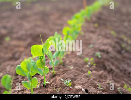 A row of young pea plants in the home garden. Stock Photo