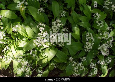 Abundance of wild garlic growing in the woods Stock Photo