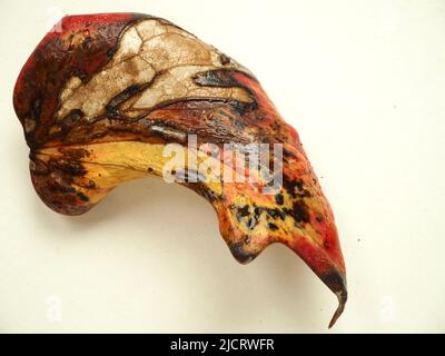 Autumnal orange, yellow and brown colours in a mahonia (Mahonia japonica) leaf against a plain white ground. the shape suggests an artist's palette, Stock Photo